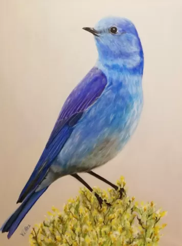 Mountain Bluebird