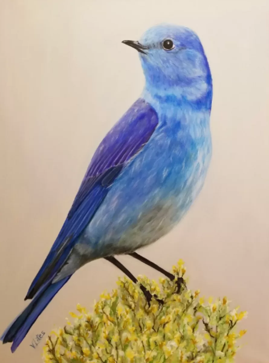 Mountain Bluebird