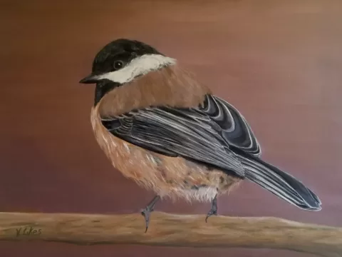 Black Capped Chickadee