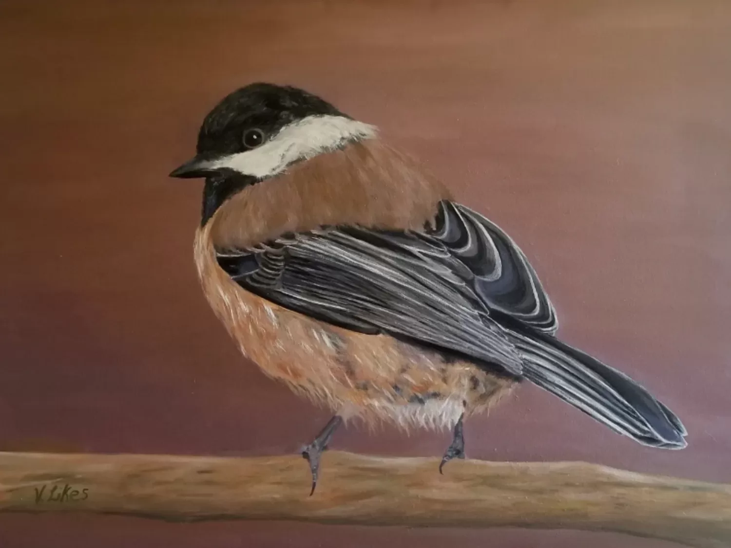 Black Capped Chickadee