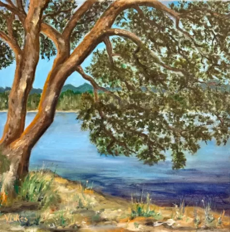 Pine at Magnuson Park