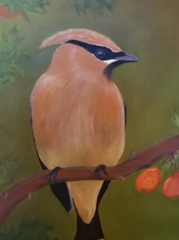 Cedar Waxwing