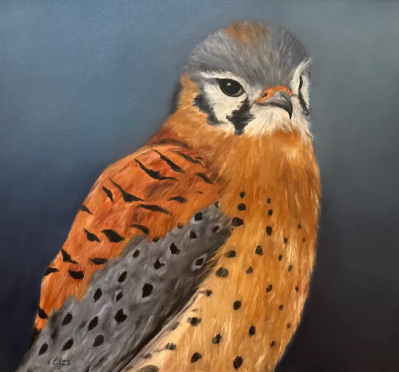 American Kestrel - Cigar Box