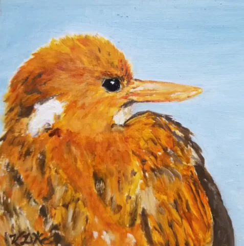 Madagascar Pygmy Kingfisher