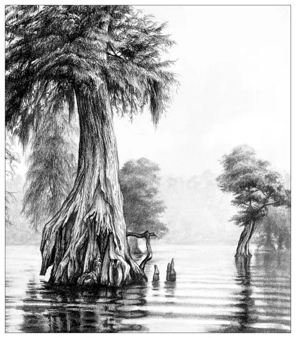 Bald Cypress