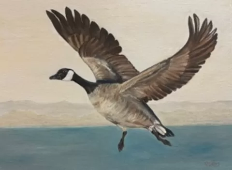 Canadian Goose