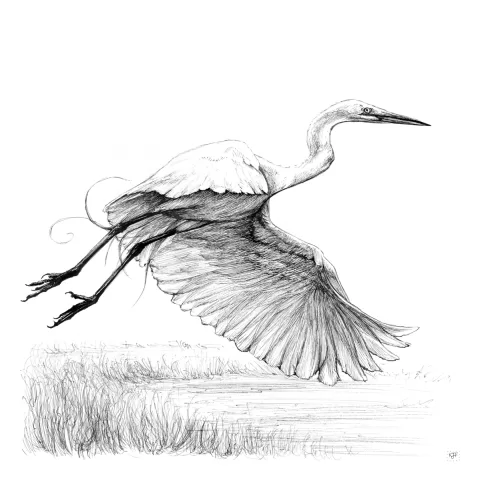 Flight of the Egret