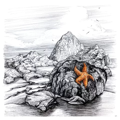 Tidepooling