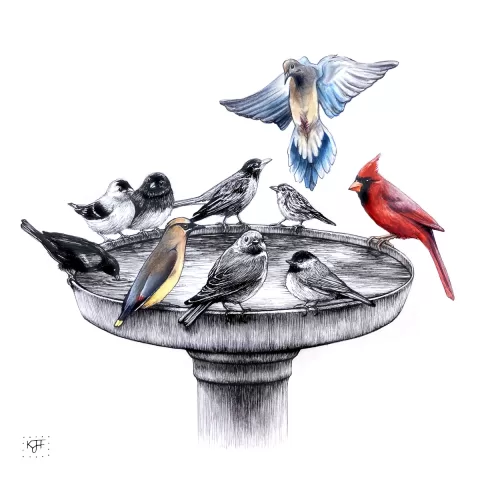 Around the Water Hole