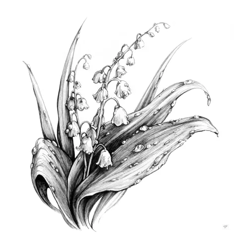 Dew