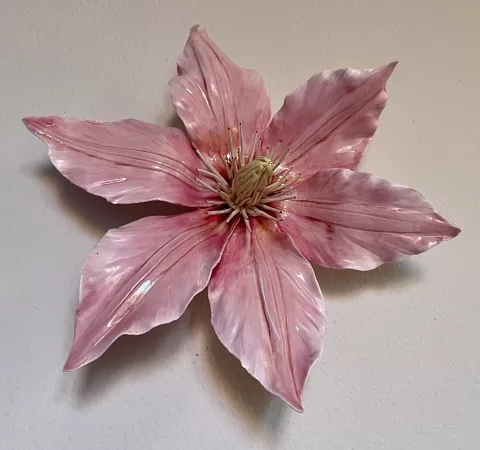 Pink Clematis