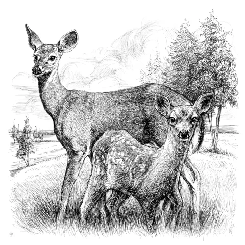 Deer Watch